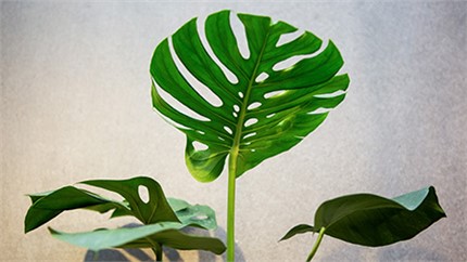 為什么在店里長得好好的植物，買回家就命都沒了？